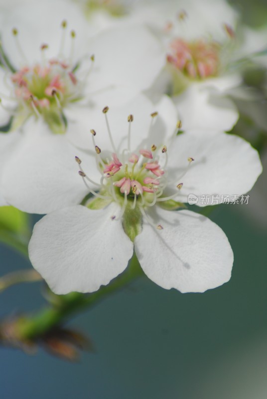 鲜花梨花盛开