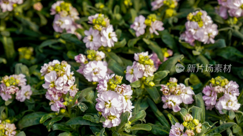 春天鲜艳鲜花盛开植物摄影图