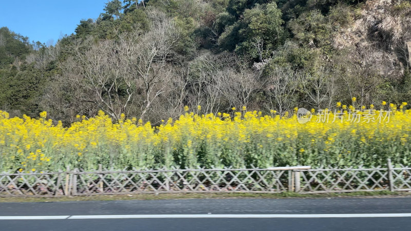 春天里的油菜花田