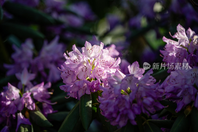 上海松江辰山植物园杜鹃花