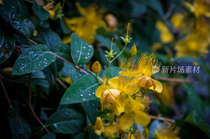 雨后挂满水珠的金丝桃特写