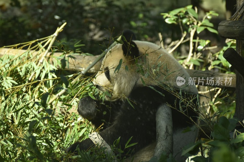 可爱的熊猫