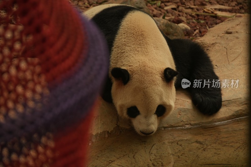 熊猫憨态可掬的背影