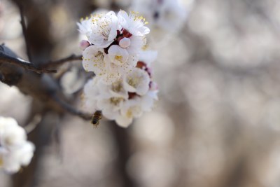 两朵桃花开支头