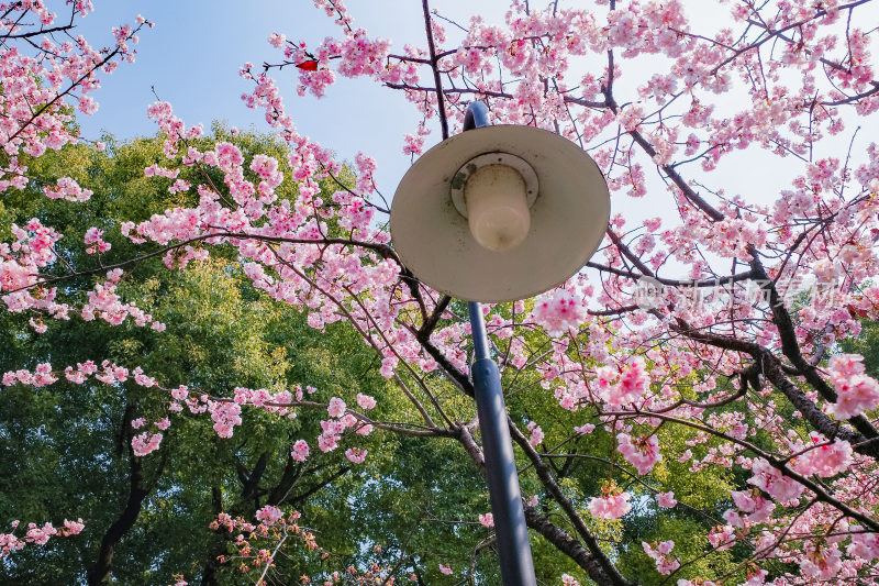 春日樱花季