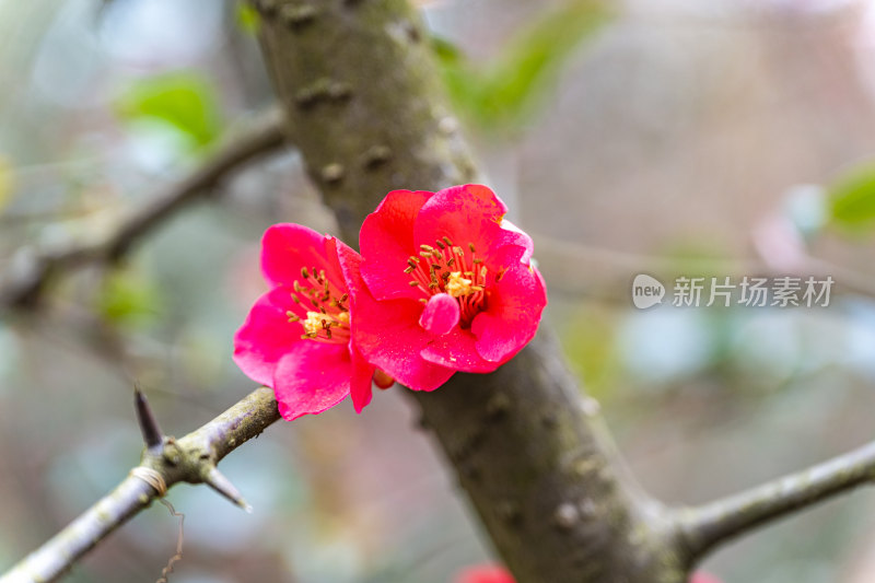 春天盛开的花朵