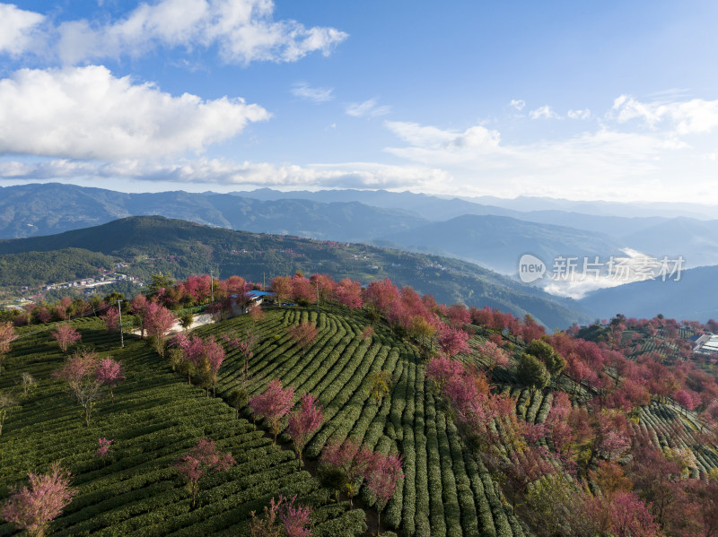 大理无量山樱花谷