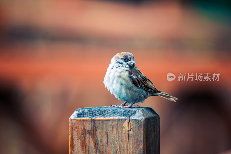 麻雀栖息在木柱上的特写镜头