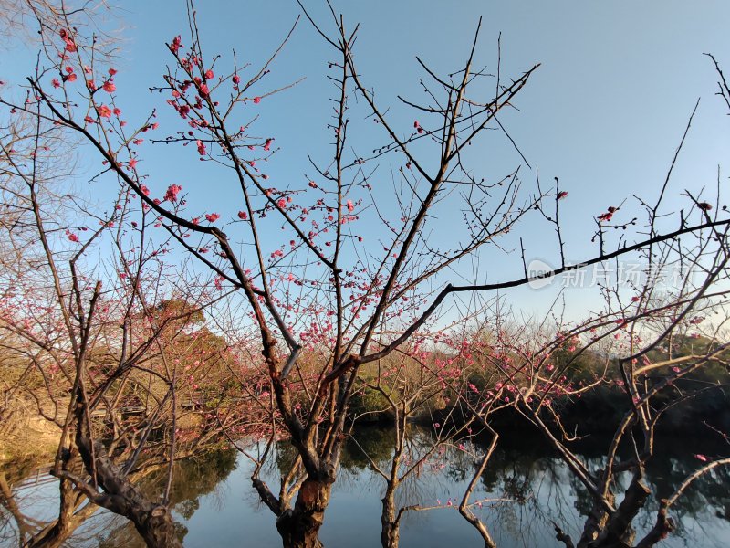 水边梅树枝头花开，春景如画