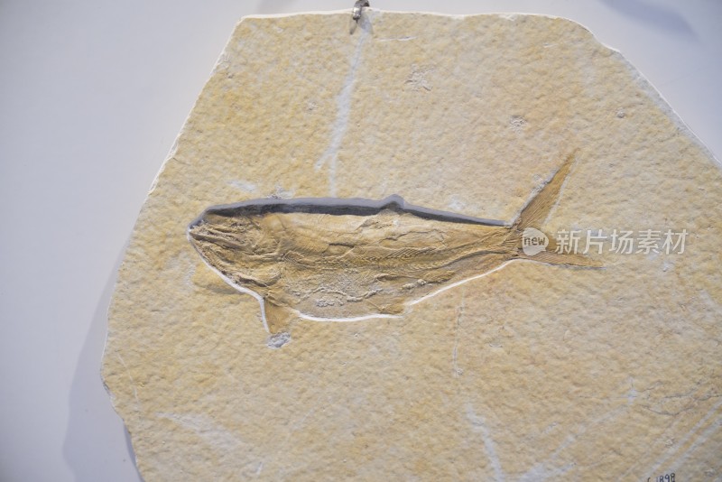 侏罗纪金尾鱼化石标本