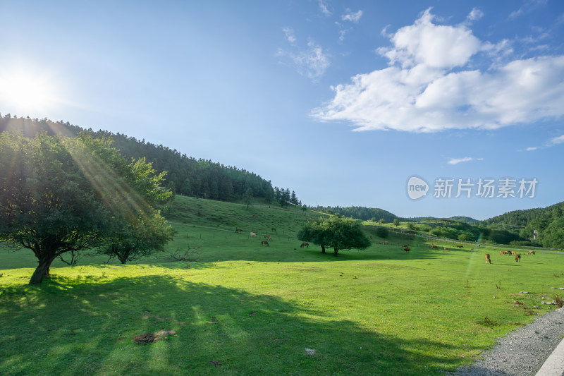 重庆市武隆区仙女山国家森林公园