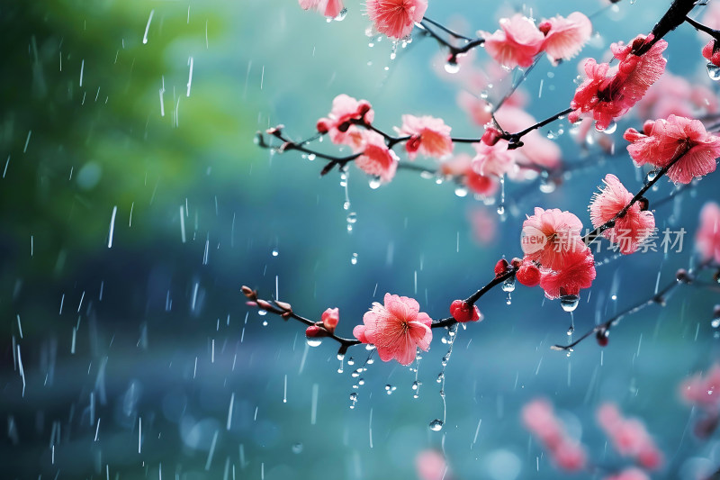 雨水背景自然风景植物