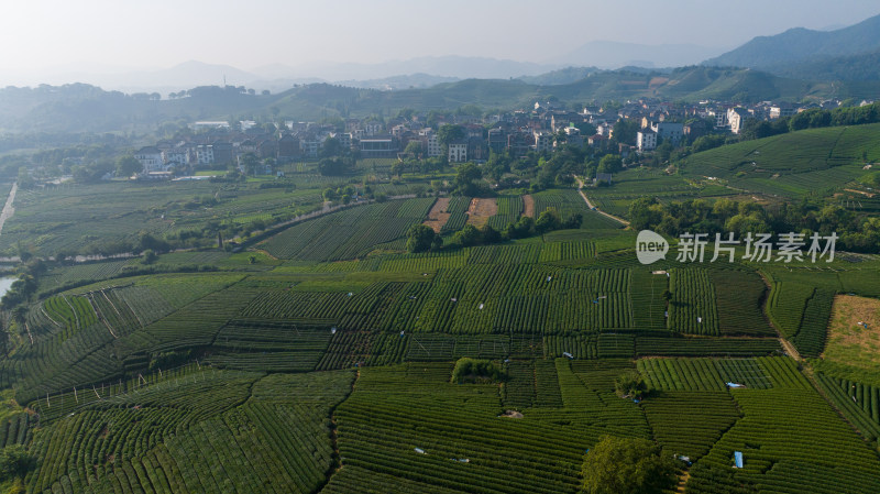 航拍杭州龙坞茶园 茶山 茶田