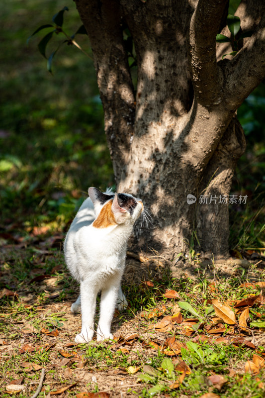 草地上的三色花猫