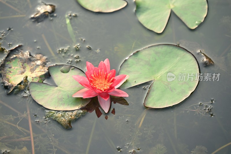 水中绽放的红色睡莲