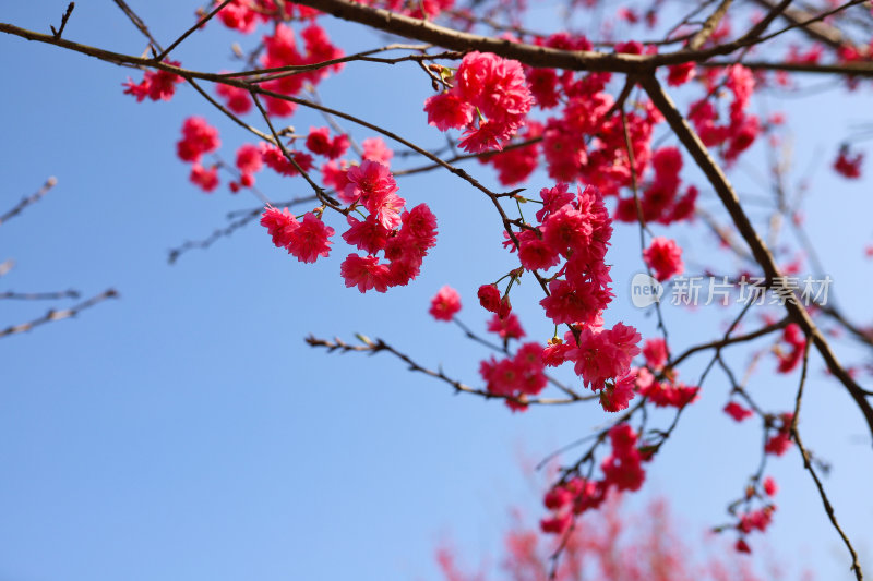 山间盛开的粉色樱花