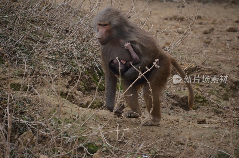 广东东莞：香市动物园阿拉伯狒狒