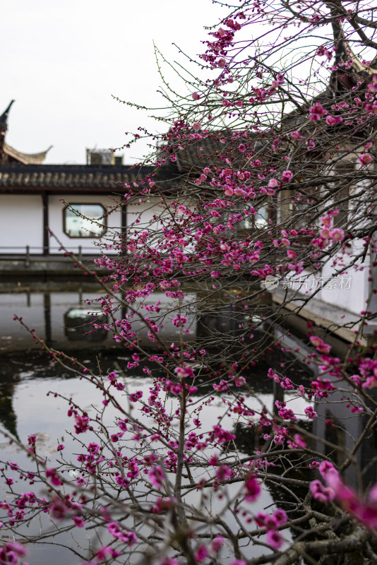 杭州西湖古风建筑梅花红梅盛开