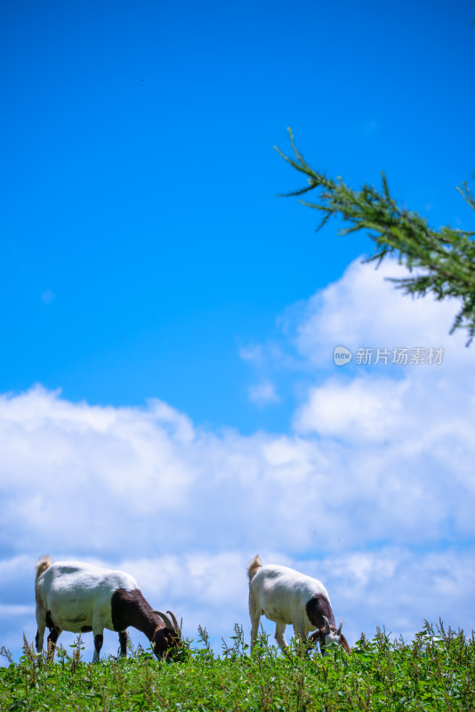 草原牧场羊群吃草