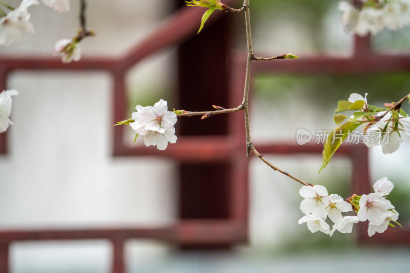 武汉堤角公园古建筑旁樱花