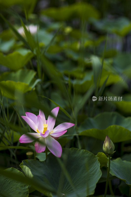 夏季公园荷塘荷叶丛中荷花特写