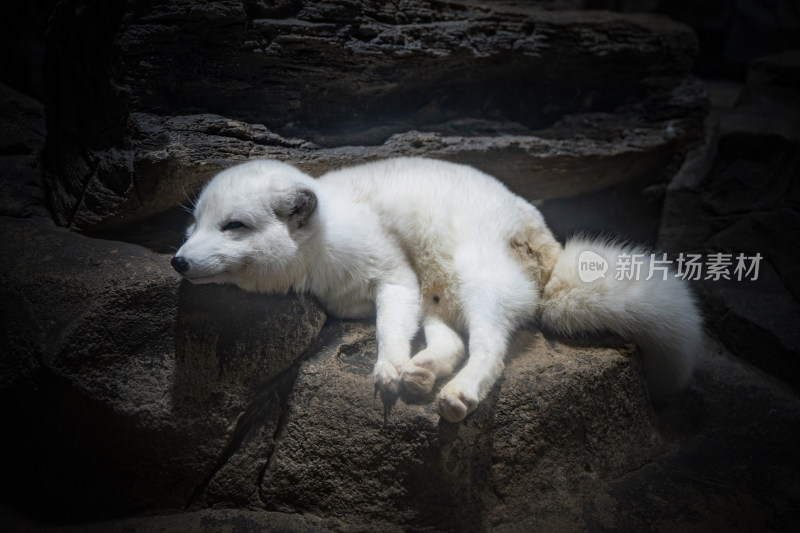 北极狐蓝狐白狐躺在地上睡觉休息