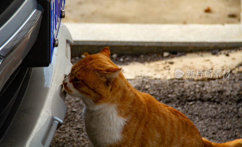 路边可爱小橘猫