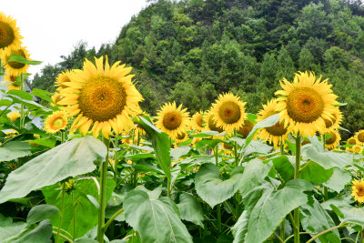 美丽田野田园太阳花葵花花朵向日葵