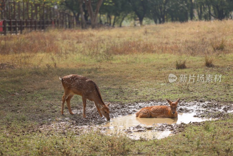 在泥塘里坐着的梅花鹿