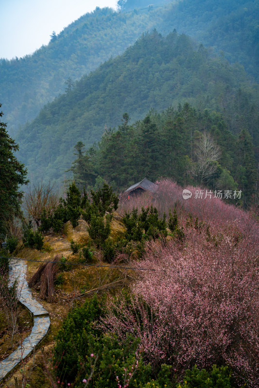 安徽歙县卖花渔村梅花盛开