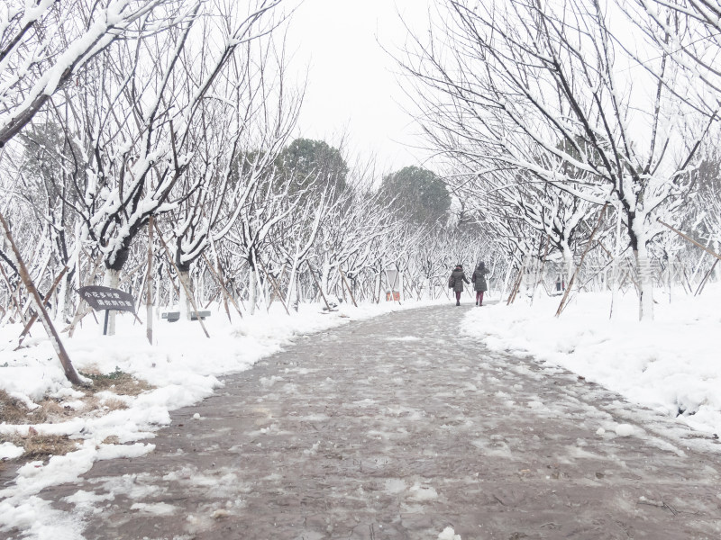 雪后林间小路雪景