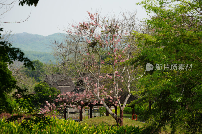 中科植物园里的休息区小屋