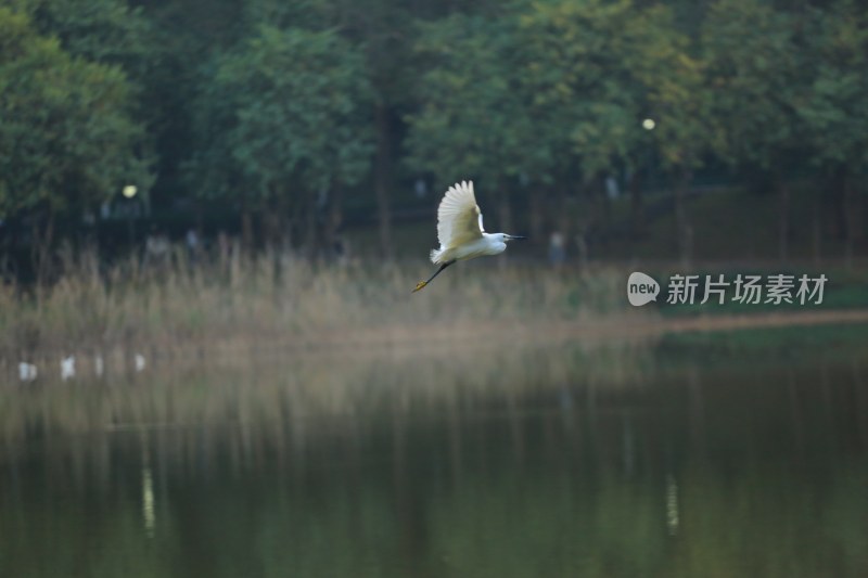 湖边白鹭展翅飞翔的自然美景