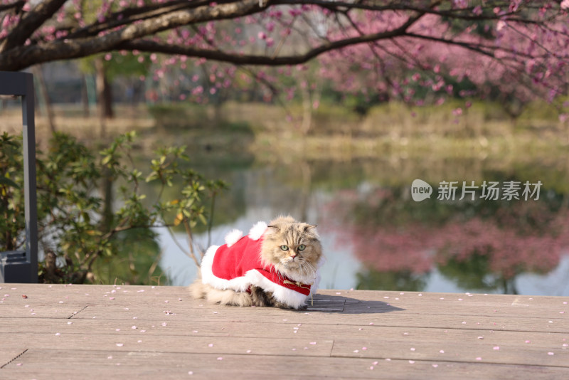 一只梅花树下的金吉拉