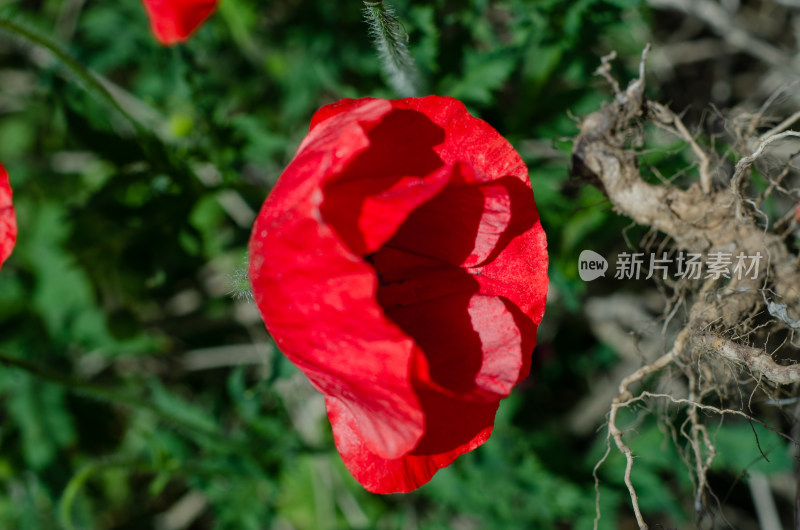 随风飘摇的一朵虞美人花