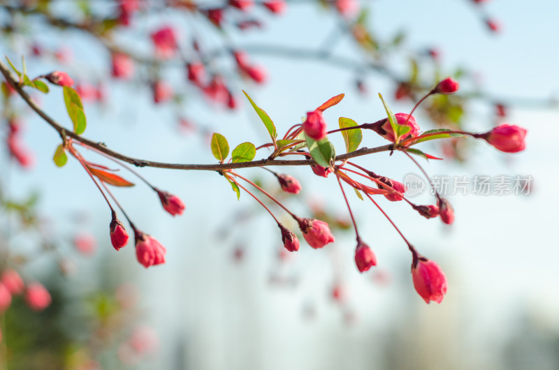 春天海棠花花苞