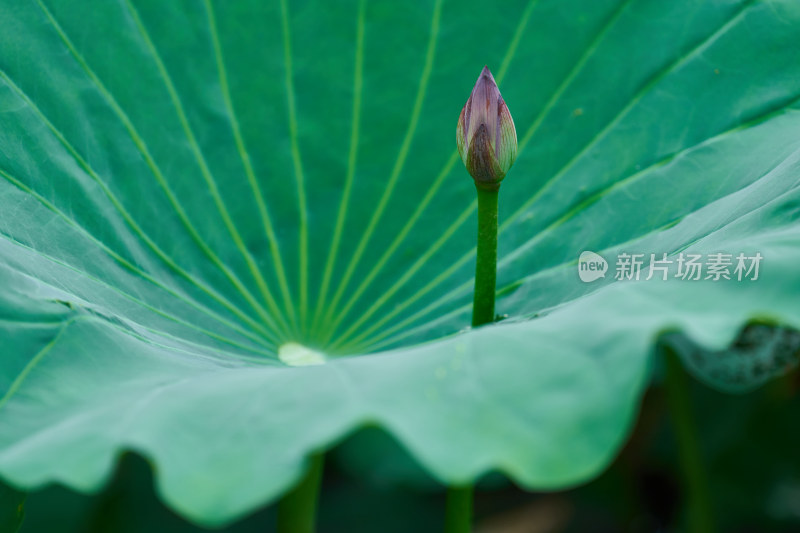 池塘中的荷花