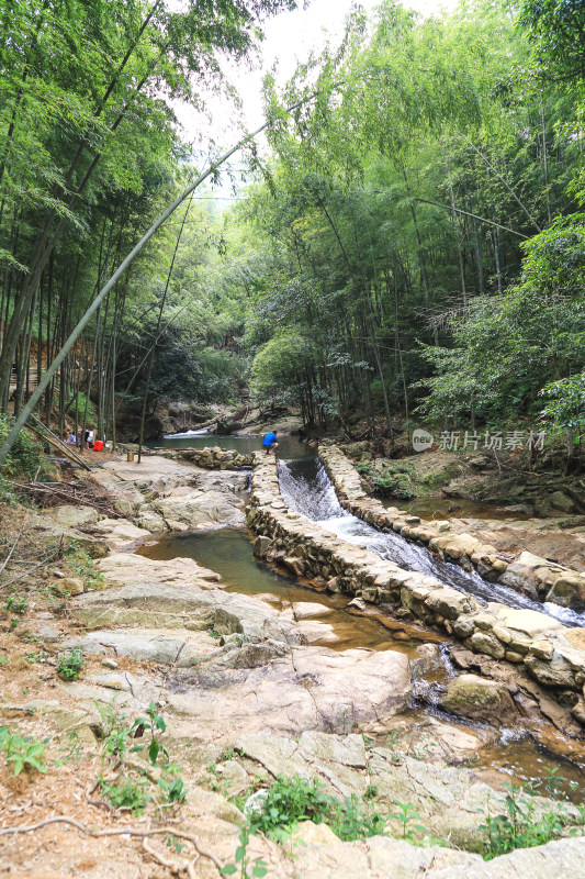 山溪翠竹林