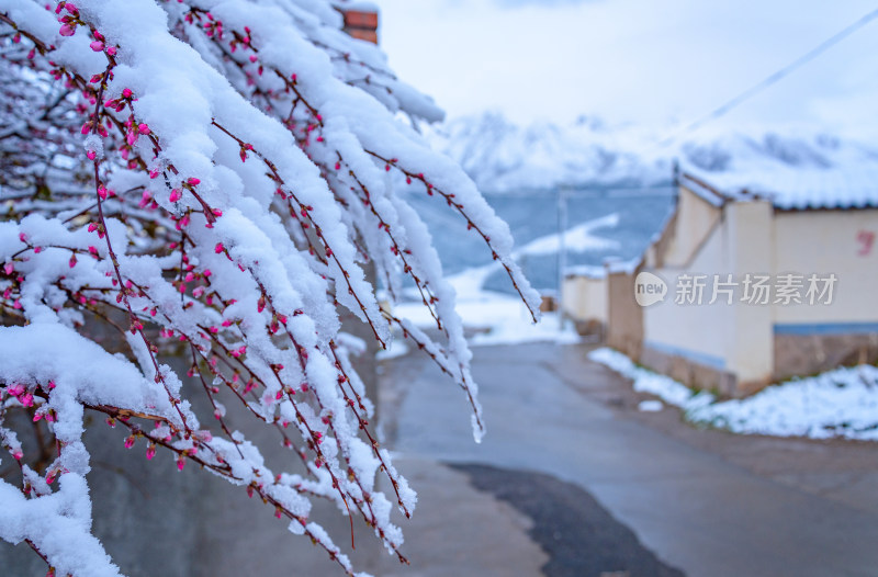 青海海北州祁连卓尔山乡村花朵积雪积冰雪景