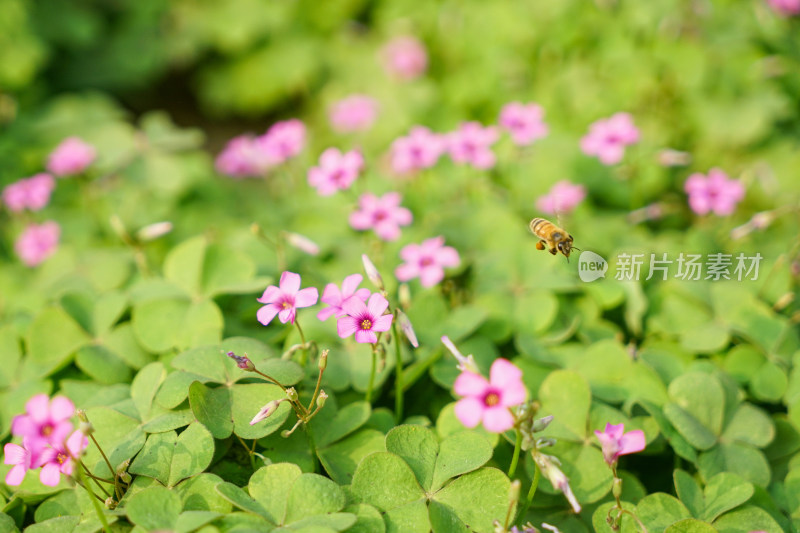 花丛中的蜜蜂