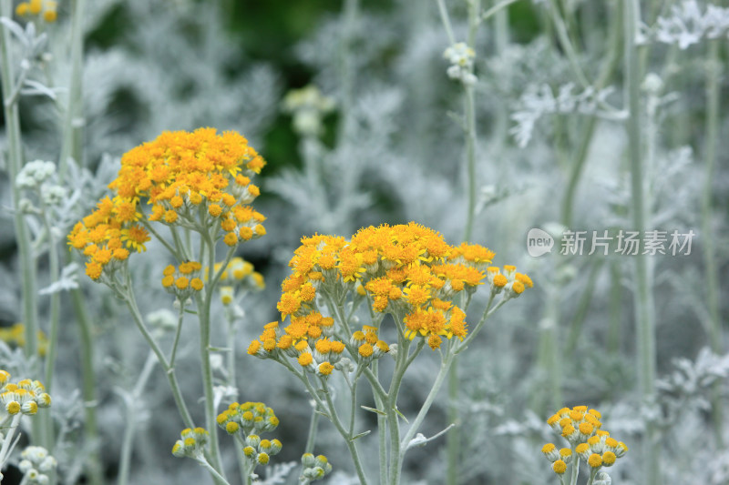 夏天盛开的银叶菊小黄花