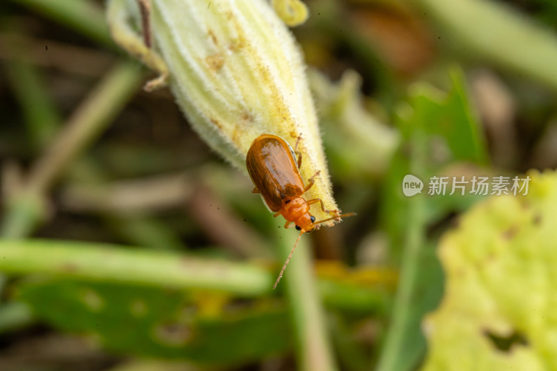 在草丛里觅食的甲虫