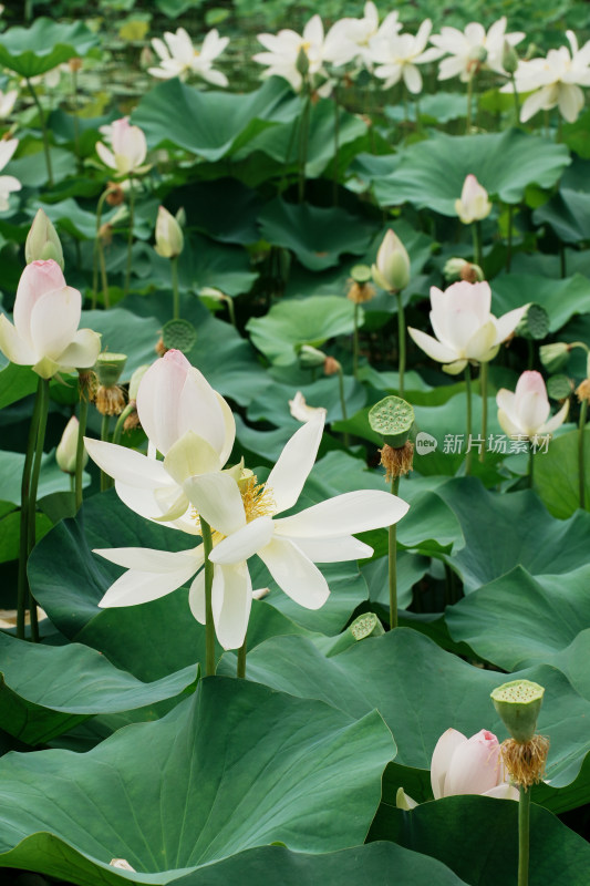 北京莲花池公园荷花