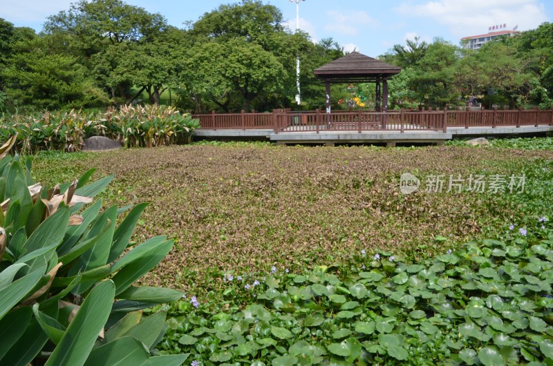 广东东莞：水浮莲