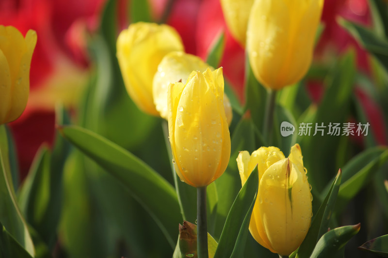 带水珠的黄色郁金香花朵特写