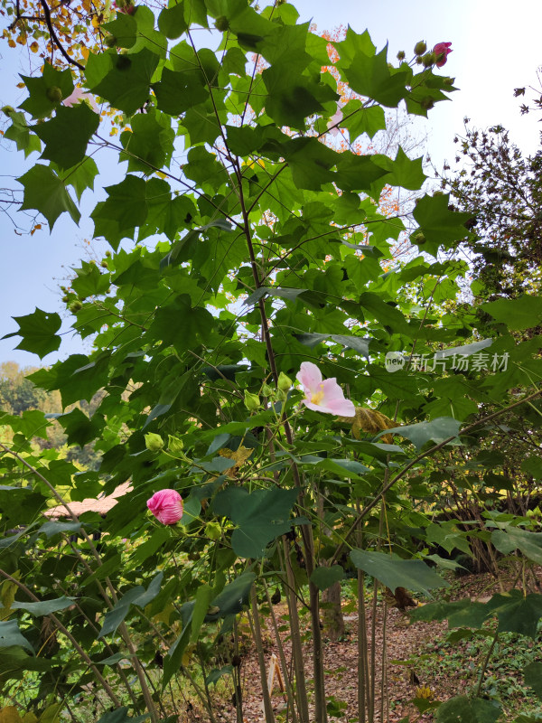 粉色木芙蓉花朵与绿叶