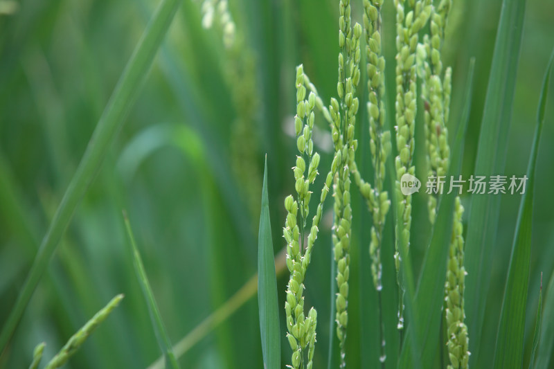 农田里刚刚开始灌浆的稻穗特写