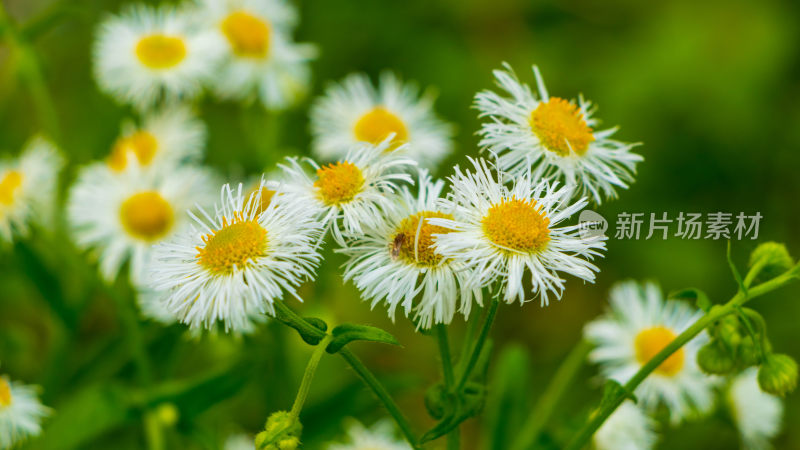 兰里华联村植物花草