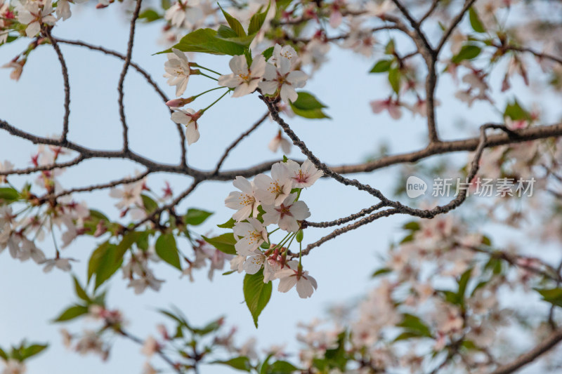 杭州钱塘江樱花大道花朵娇艳