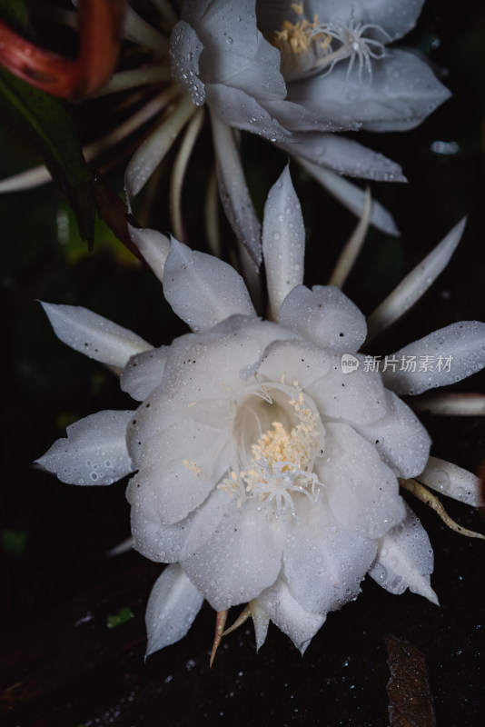 雨夜昙花开放特写镜头